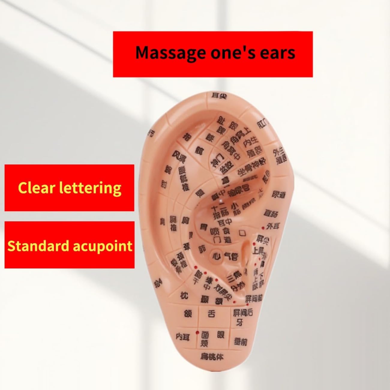 Amazon.co.jp: 耳模型 耳つぼ模型 位置確認耳つぼジュエリー